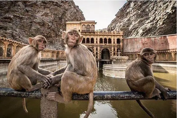 Galta Ji Temple Jaipur