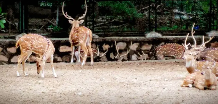 JAipur zoo
