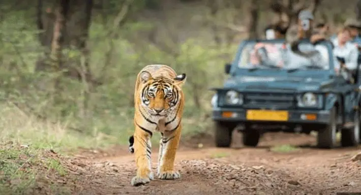 Jeep Safari at Nahargarh