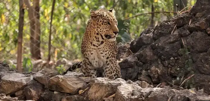 Nahargarh Biological Park