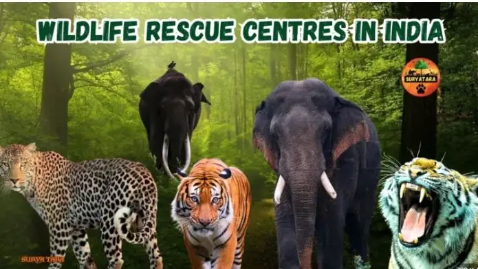 Wildlife Rescue Centers near Aravalli Hills